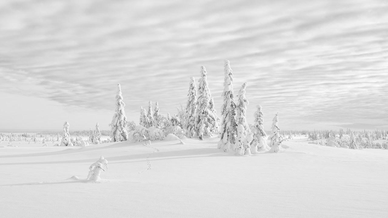 Fotoreise Wintermärchen Feb. 2025 Schweden